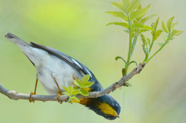 Parula-Warbler-Northern-Parula