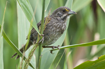 Seaside-Sparrow