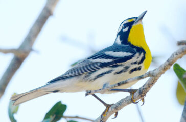 Yellow-throated-Warbler