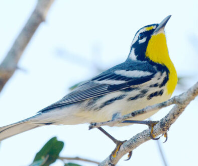 Yellow-throated-Warbler