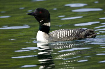 common loon 2