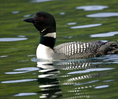 common loon 2