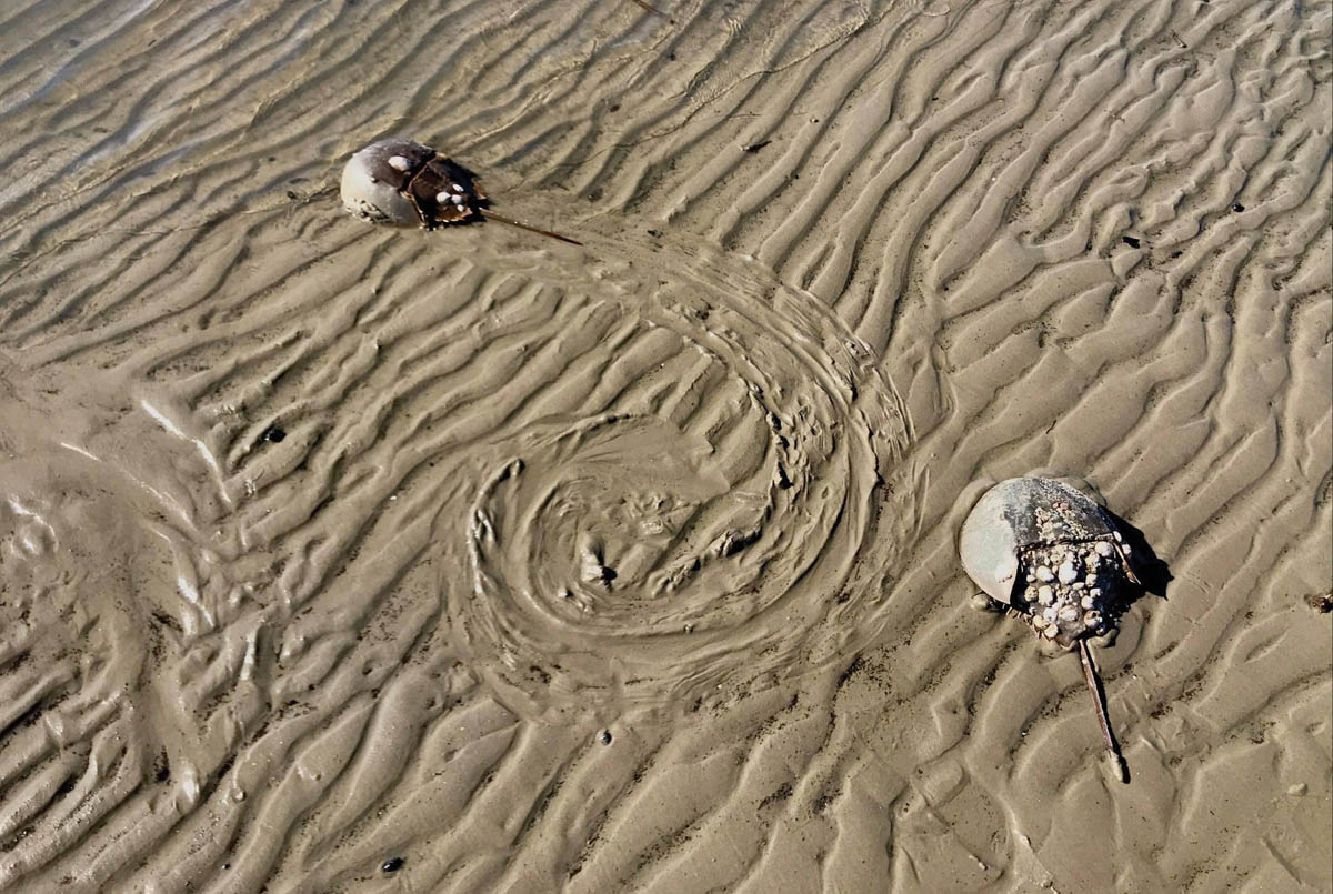 The Horseshoe Crab Linchpin of the Delaware Bay Cape May Magazine