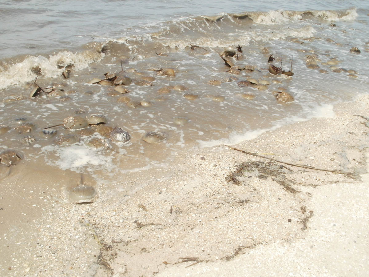 The Horseshoe Crab: Linchpin Of The Delaware Bay – Cape May Magazine