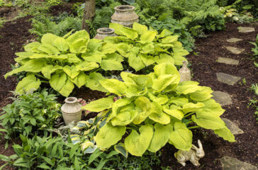 hosta_coast_to_coast_03-shadowland-PW