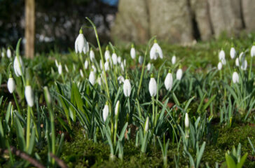 Snowdrop,Signifying,The,First,Sign,Of,Spring