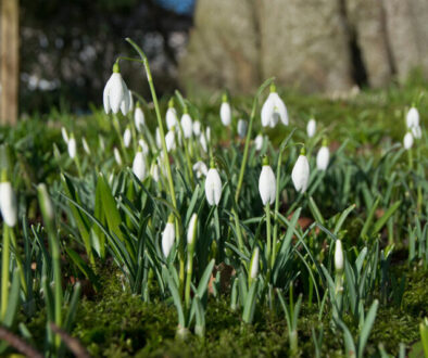 Snowdrop,Signifying,The,First,Sign,Of,Spring